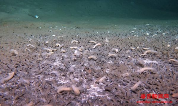 我国科学家发现“吃”硫化氢和甲烷的最深海