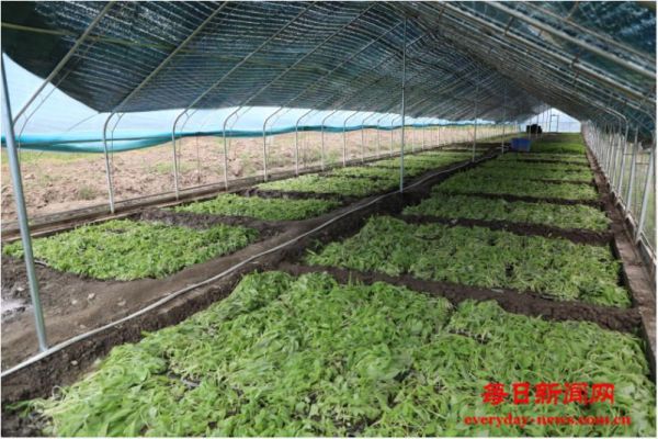 辉煌60年·我们的家园｜高原“旅客”上太