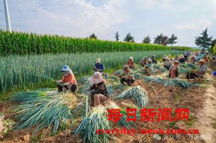 万荣县里望乡毋村的大葱喜获丰收