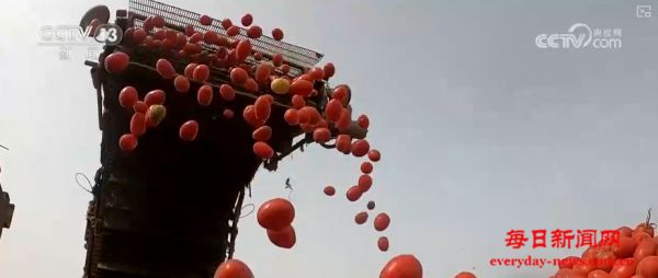 “一个青果也不放过”，韧劲儿！小番茄“7