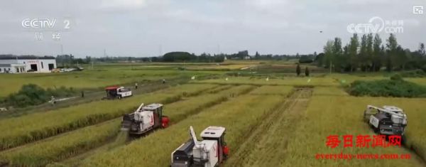 沃野披金，谷香满仓！秋收正当时 机械化作