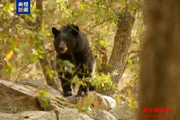被熊袭击能装死吗？秋季“熊出没”如何避险
