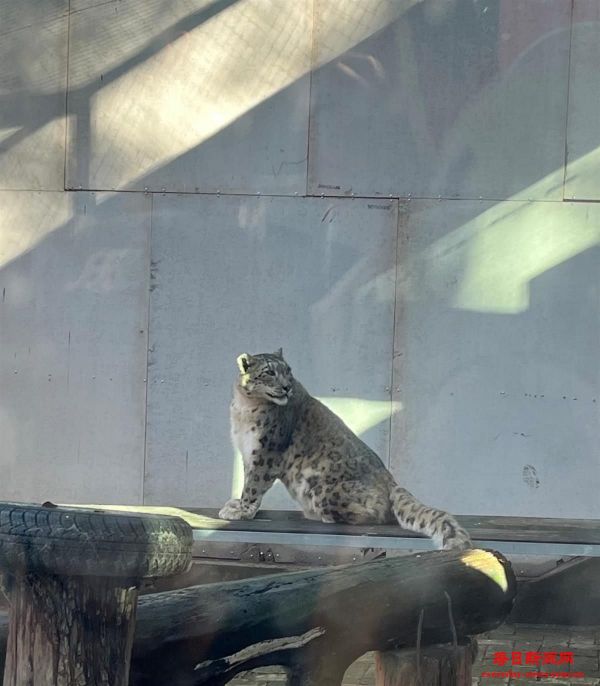 西宁动物园出逃的雪豹“闹闹”已“正常营业
