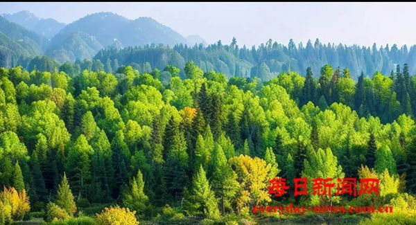 一纸判决改变的人生：方正县管理员张成林涉