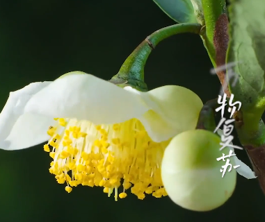 春光正好